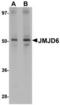Bifunctional arginine demethylase and lysyl-hydroxylase JMJD6 antibody, TA306835, Origene, Western Blot image 