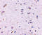 Syntaphilin antibody, 4617, ProSci Inc, Immunohistochemistry frozen image 