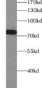 Protein kinase C beta type antibody, FNab06481, FineTest, Western Blot image 