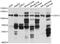 Cadherin-12 antibody, abx125649, Abbexa, Western Blot image 