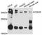 Cyclin Dependent Kinase 20 antibody, abx125656, Abbexa, Western Blot image 
