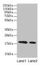 Progestagen Associated Endometrial Protein antibody, LS-C210693, Lifespan Biosciences, Western Blot image 