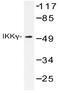 FIP-3 antibody, AP20466PU-N, Origene, Western Blot image 