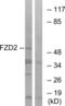 Frizzled Class Receptor 2 antibody, LS-C120594, Lifespan Biosciences, Western Blot image 