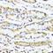 Gonadotropin Releasing Hormone 1 antibody, 19-763, ProSci, Immunohistochemistry frozen image 