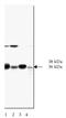 Vav Guanine Nucleotide Exchange Factor 2 antibody, orb108648, Biorbyt, Western Blot image 