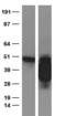 PD-L1 antibody, TA591005, Origene, Western Blot image 