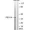 Peroxisomal Biogenesis Factor 14 antibody, PA5-50082, Invitrogen Antibodies, Western Blot image 
