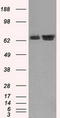 HSP70 antibody, TA500827, Origene, Western Blot image 