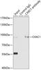 CpG-binding protein antibody, 14-980, ProSci, Immunoprecipitation image 