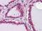 Laminin subunit beta-1 antibody, MA5-15467, Invitrogen Antibodies, Immunohistochemistry frozen image 