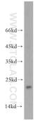 Nudix Hydrolase 16 antibody, 12889-1-AP, Proteintech Group, Western Blot image 