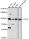 Cullin 4A antibody, 18-846, ProSci, Western Blot image 