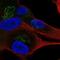 Mint-1 antibody, NBP2-56155, Novus Biologicals, Immunocytochemistry image 