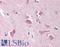 Nicastrin antibody, LS-B530, Lifespan Biosciences, Immunohistochemistry paraffin image 