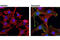 Akt antibody, 4058L, Cell Signaling Technology, Immunofluorescence image 