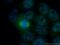 Peptidyl-prolyl cis-trans isomerase G antibody, 12985-1-AP, Proteintech Group, Immunofluorescence image 