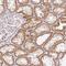 Mimitin, mitochondrial antibody, HPA054776, Atlas Antibodies, Immunohistochemistry frozen image 