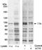 TTK Protein Kinase antibody, NB100-463, Novus Biologicals, Immunoprecipitation image 