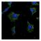 RAB7A, Member RAS Oncogene Family antibody, LS-B13237, Lifespan Biosciences, Immunofluorescence image 