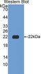 Neuraminidase antibody, LS-C304423, Lifespan Biosciences, Western Blot image 