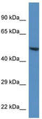 Tripartite Motif Containing 11 antibody, TA330505, Origene, Western Blot image 