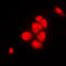 Exportin-2 antibody, LS-C352042, Lifespan Biosciences, Immunofluorescence image 