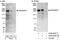 Rho guanine nucleotide exchange factor 5 antibody, A302-204A, Bethyl Labs, Immunoprecipitation image 