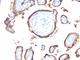 EGFR antibody, V2487IHC-7ML, NSJ Bioreagents, Immunohistochemistry frozen image 