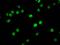 Histone H2B type 1-C/E/F/G/I antibody, orb517003, Biorbyt, Immunofluorescence image 