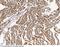 Calcium and integrin-binding family member 2 antibody, 12596-R001, Sino Biological, Immunohistochemistry frozen image 