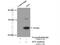 Hematological and neurological expressed 1 protein antibody, 14914-1-AP, Proteintech Group, Immunoprecipitation image 