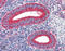 Calreticulin antibody, GTX42683, GeneTex, Immunohistochemistry paraffin image 