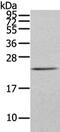 Fibroblast Growth Factor 6 antibody, CSB-PA152490, Cusabio, Western Blot image 