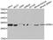 Serine And Arginine Rich Splicing Factor 1 antibody, A1649, ABclonal Technology, Western Blot image 