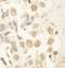 Histone acetyltransferase MYST2 antibody, A302-224A, Bethyl Labs, Immunohistochemistry frozen image 