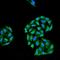 Hspa1 antibody, NBP1-21690, Novus Biologicals, Immunocytochemistry image 