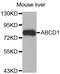 Ald antibody, LS-B14888, Lifespan Biosciences, Western Blot image 