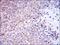 DT-diaphorase antibody, MA5-15926, Invitrogen Antibodies, Immunohistochemistry frozen image 