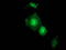 Guanylate Binding Protein 5 antibody, TA502243, Origene, Immunofluorescence image 