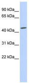 Gap Junction Protein Gamma 2 antibody, TA341670, Origene, Western Blot image 