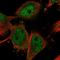 NHS Like 1 antibody, NBP1-90025, Novus Biologicals, Immunofluorescence image 