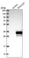 DnaJ Heat Shock Protein Family (Hsp40) Member C27 antibody, PA5-57830, Invitrogen Antibodies, Western Blot image 