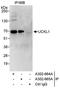 Uridine-Cytidine Kinase 1 Like 1 antibody, A302-665A, Bethyl Labs, Immunoprecipitation image 