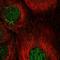 Cyclin J antibody, HPA058151, Atlas Antibodies, Immunofluorescence image 