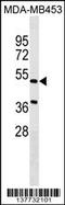 Nephronectin antibody, 59-623, ProSci, Western Blot image 