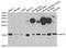 Ubiquitin-conjugating enzyme E2 B antibody, A6315, ABclonal Technology, Western Blot image 