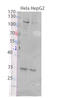 Zinc Finger DHHC-Type Containing 15 antibody, STJ92707, St John
