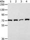 Calpain-1 catalytic subunit antibody, TA324116, Origene, Western Blot image 