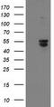BECN1 antibody, TA502615, Origene, Western Blot image 